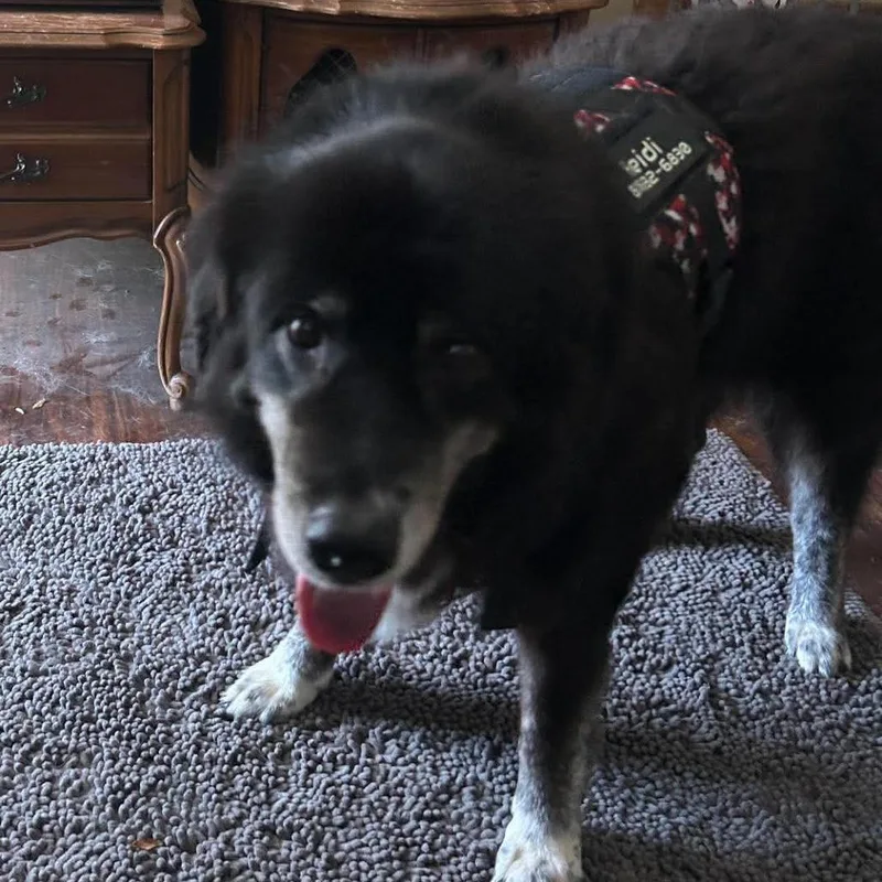 Heidi thumbnail 2