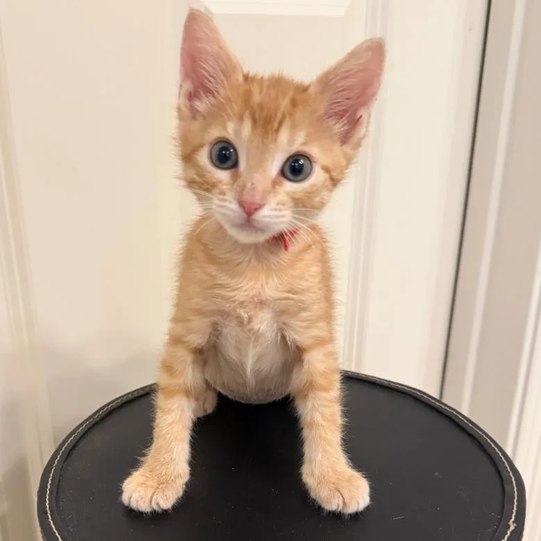 A baby small-sized male Orange / Red Domestic Short Hair cat named Lovey for adoption in Houston, TX