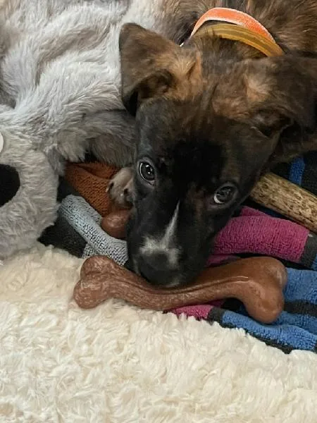 A baby medium-sized male Brindle Hound dog named Tiki for adoption in Durham, NC