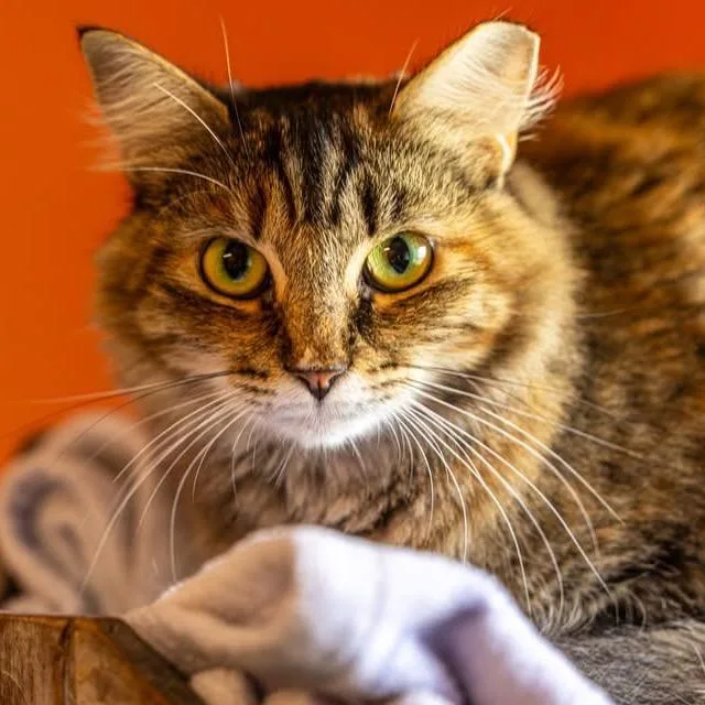 An adult medium-sized female Tortoiseshell Domestic Medium Hair cat named Saucy for adoption in Decatur, GA