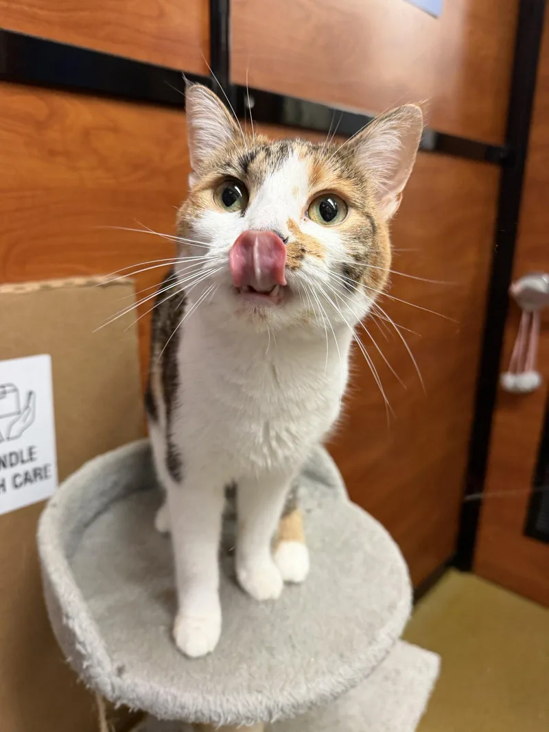 An adult medium-sized female Calico cat named Sky for adoption in Pompano Beach, FL