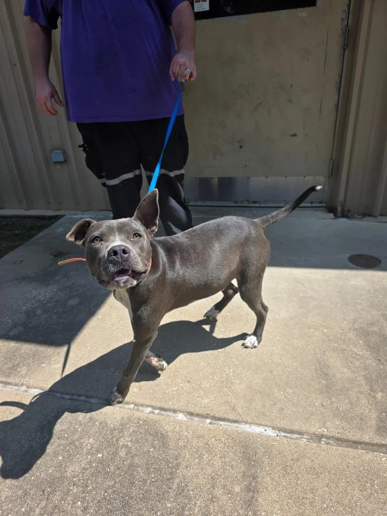 An adult medium-sized male Pit Bull Terrier dog named Phineas for adoption in Nacogdoches, TX