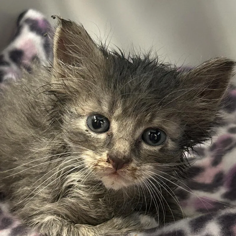 A baby small-sized female Gray / Blue / Silver Domestic Short Hair cat named Cj for adoption in Charlottesville, VA