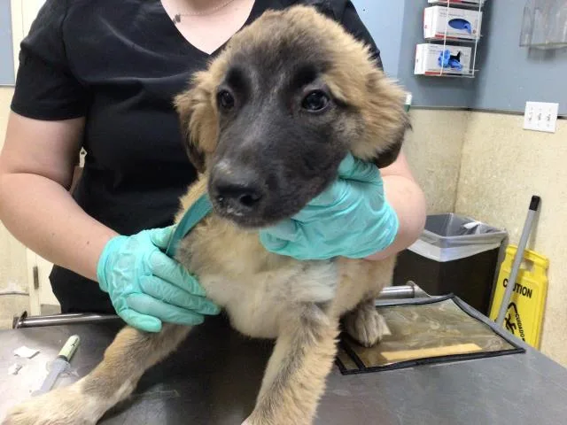 A young small-sized female Shepherd dog named Daisy for adoption in Riverside, CA