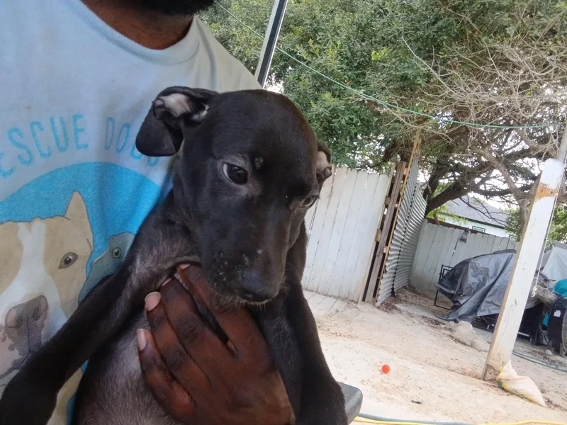 A baby medium-sized female Labrador Retriever dog named Brienne for adoption in Houston, TX