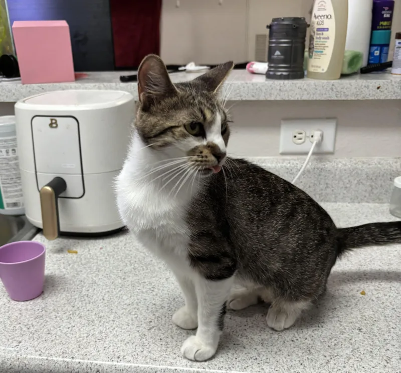 A baby medium-sized female Tabby (Brown / Chocolate) Domestic Short Hair cat named Ginny for adoption in Schertz, TX