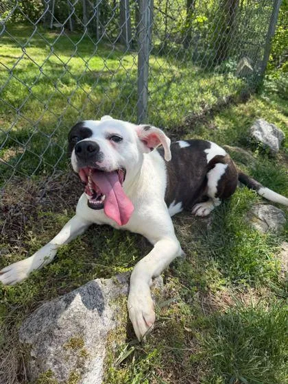 An adult medium-sized male Mixed Breed dog named Weasel for adoption in Spruce Pine, NC