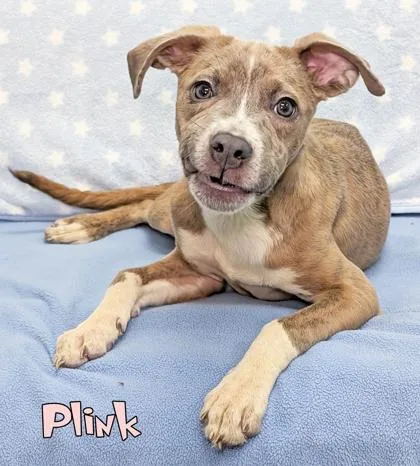 A baby medium-sized female Pit Bull Terrier dog named Plink for adoption in Mason, MI