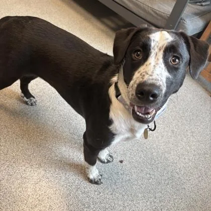 An adult medium-sized female Black Mixed Breed dog named Leoni for adoption in Lansing, MI