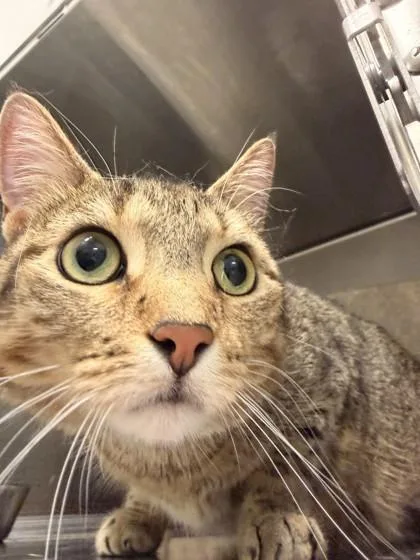 An adult medium-sized female Domestic Short Hair cat named Brave Little Toaster for adoption in Lafayette, IN