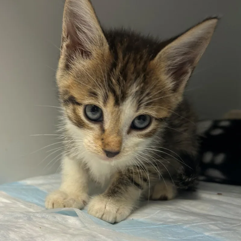 A baby small-sized male Tabby (Brown / Chocolate) Domestic Short Hair cat named Lenny for adoption in Margate, FL