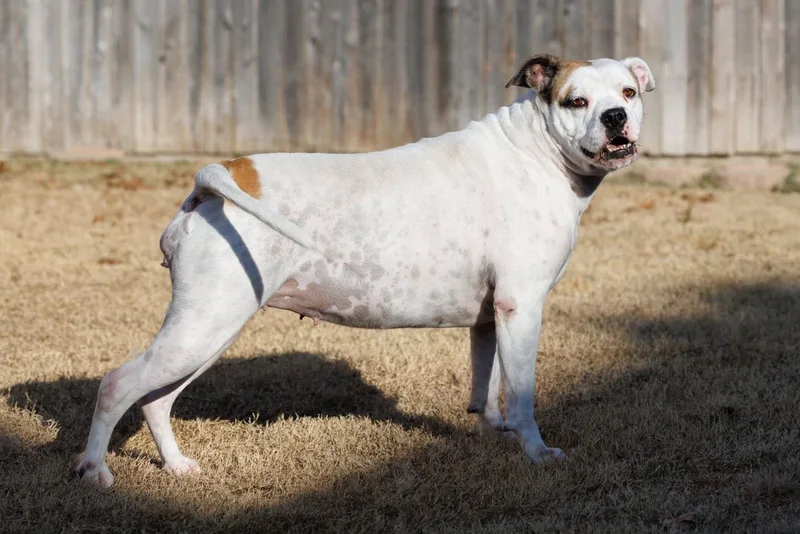 Baby  Diamond Dog thumbnail 2
