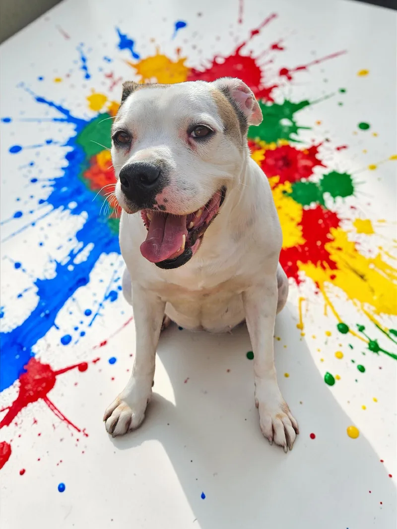 Baby  Diamond Dog thumbnail 3