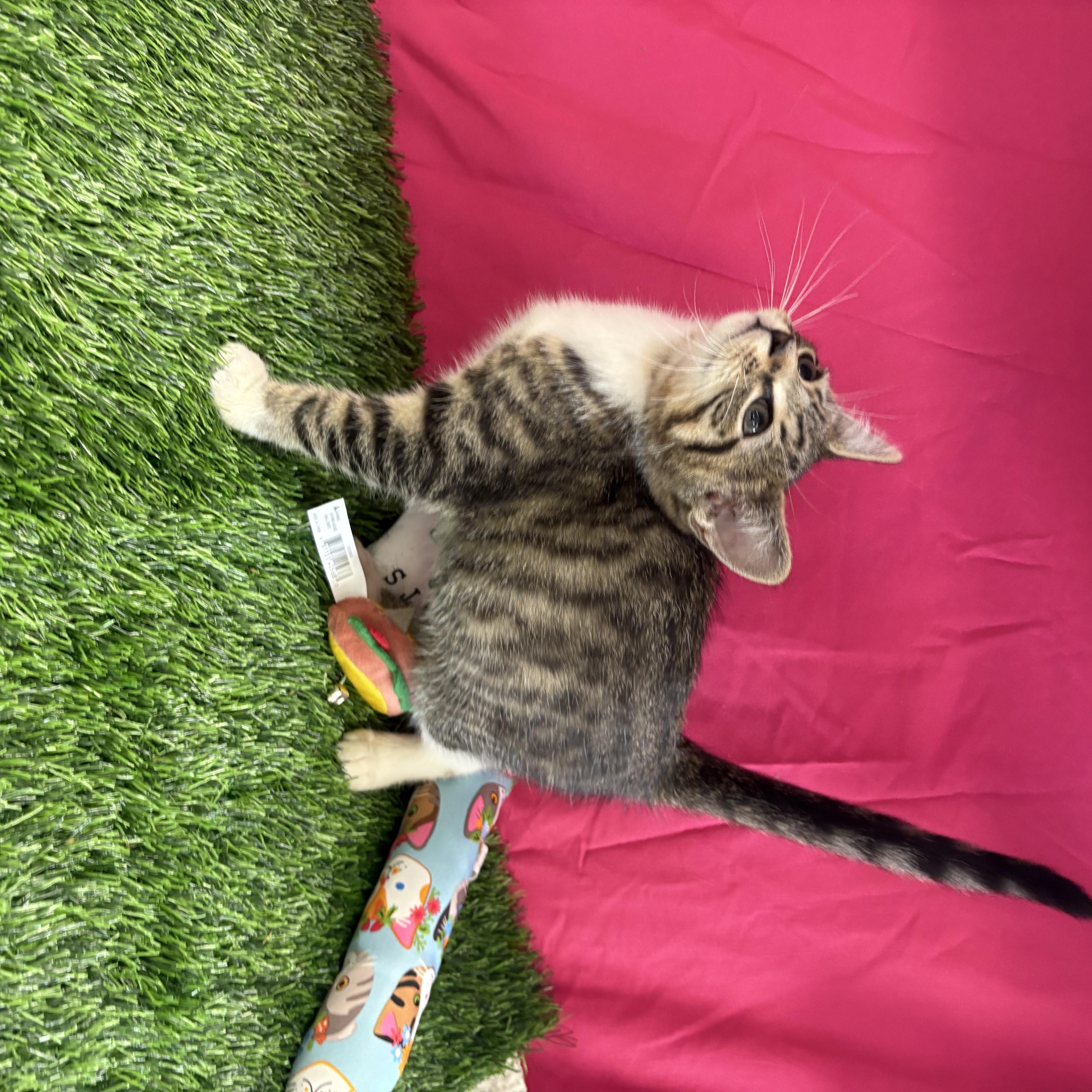 A baby medium-sized male Domestic Short Hair cat named Buzz for adoption in Bardstown, KY