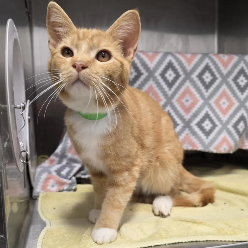 A young medium-sized male Orange / Red Domestic Short Hair cat named Chet for adoption in Fort Wayne, IN
