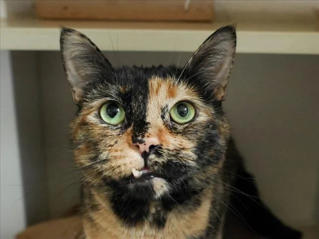 An adult small-sized female Domestic Short Hair cat named Nola for adoption in Loveland, CO