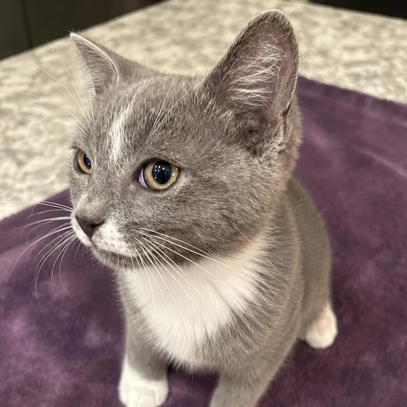 A baby small-sized male Gray / Blue / Silver Domestic Short Hair cat named Grant for adoption in Tustin, CA