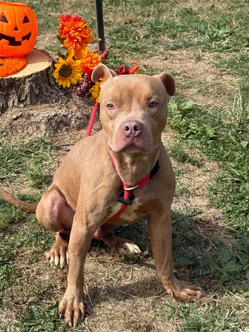 An adult medium-sized male Yellow / Tan / Blond / Fawn Pit Bull Terrier dog named Bruno for adoption in Springfield, IL
