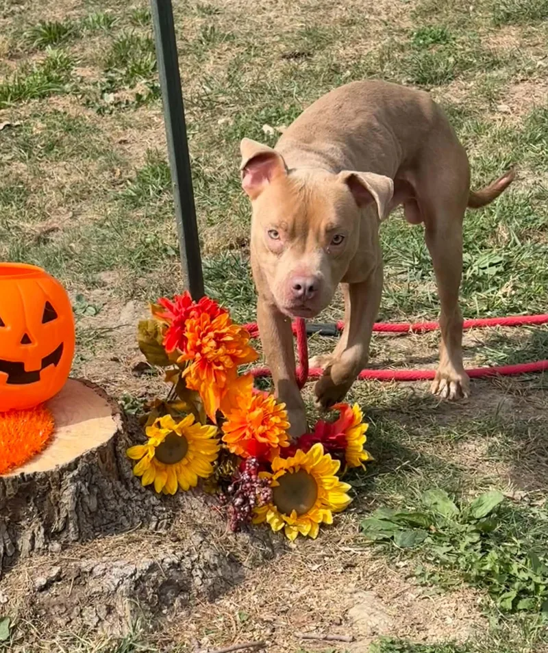Bruno thumbnail 2