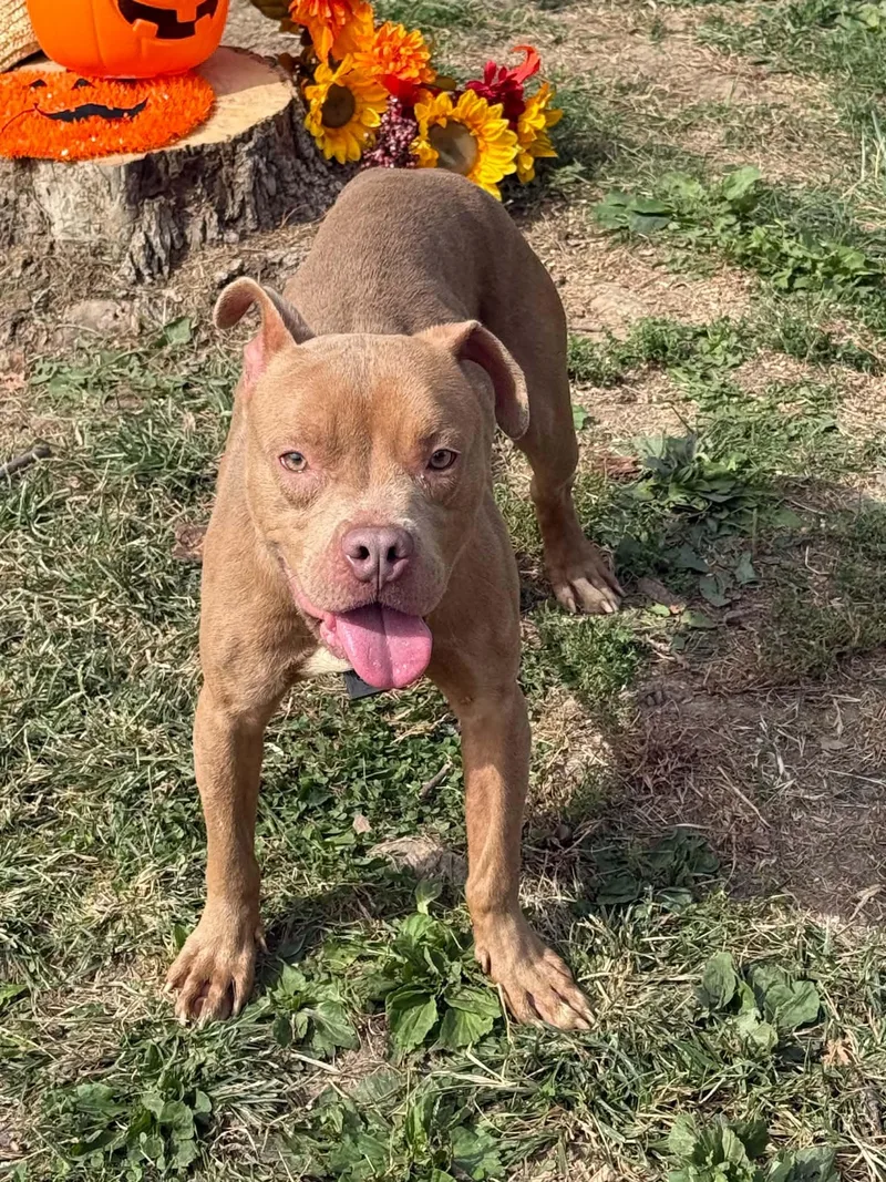 Bruno thumbnail 5