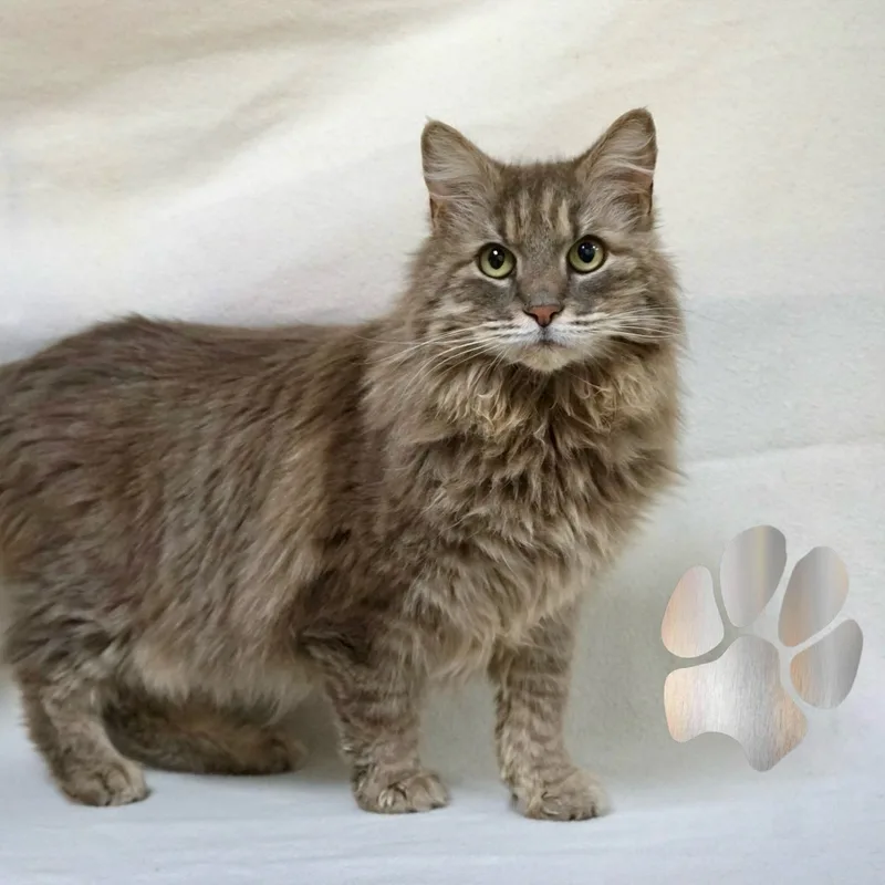 A senior medium-sized female Domestic Long Hair cat named Saba Skye for adoption in Fountain Hills, AZ