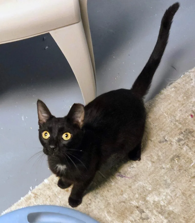 A baby medium-sized male Black Domestic Short Hair cat named Johnny for adoption in New Albany, OH