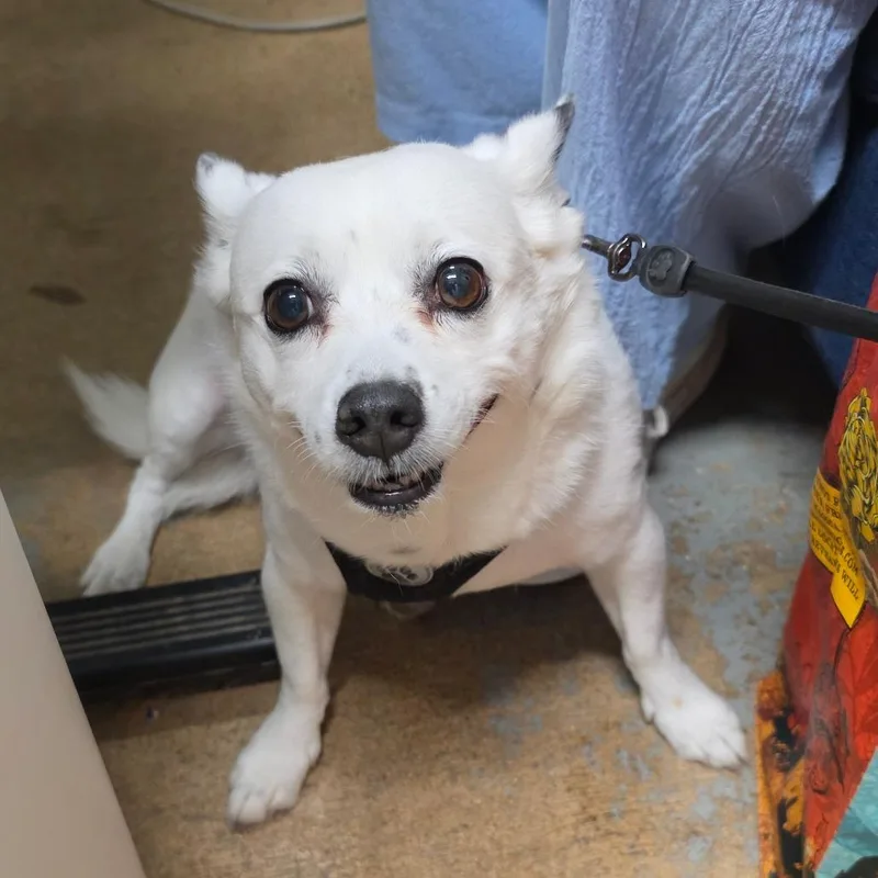 A senior small-sized male White / Cream Mixed Breed dog named Snoopy FKA Billy for adoption in Leander, TX