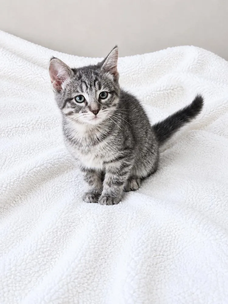 A baby small-sized female Gray / Blue / Silver Tabby cat named Dream Joy for adoption in Homer Glen, IL
