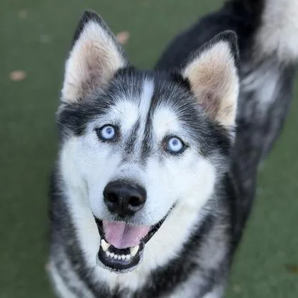 An adult large-sized female Siberian Husky dog named Rosie for adoption in Sacramento, CA