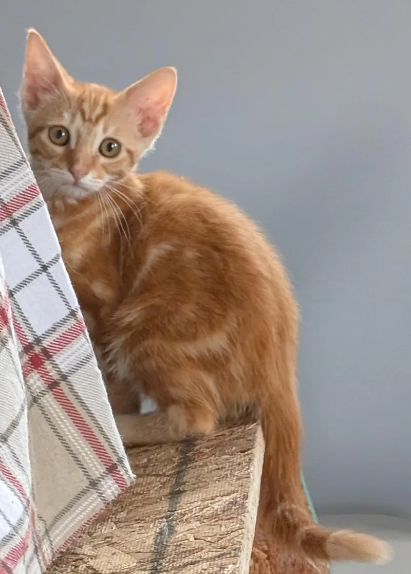 A baby medium-sized male Domestic Short Hair cat named Tango for adoption in Toledo, OH