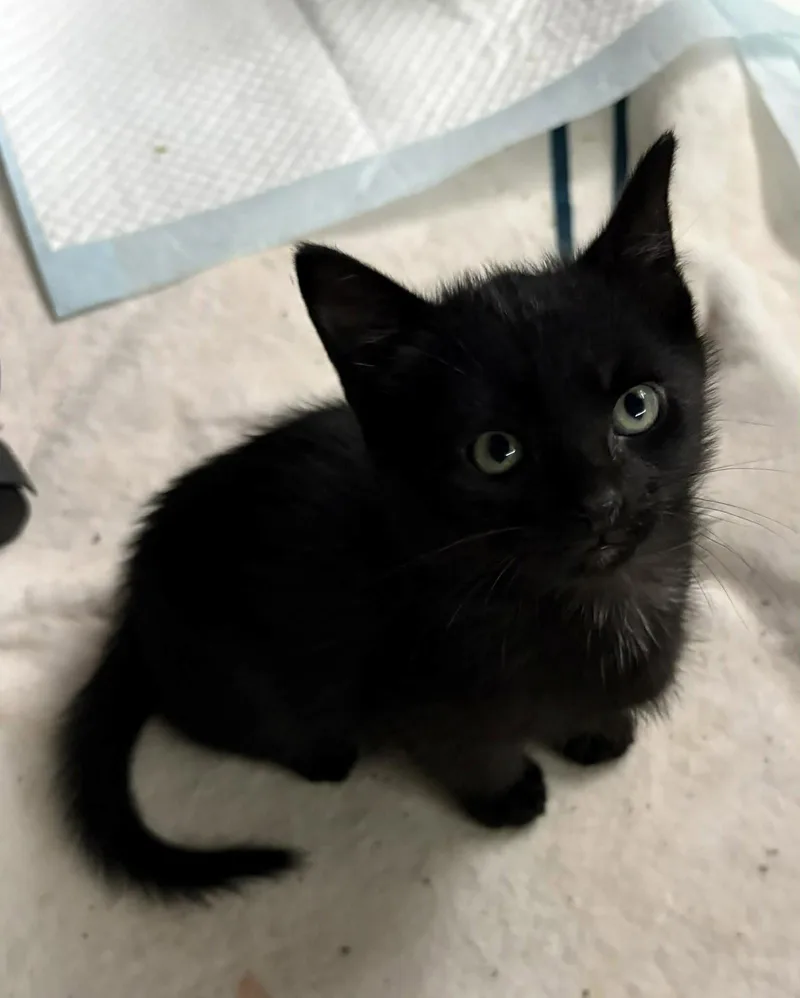 A baby small-sized male Domestic Short Hair cat named Ron C Grace for adoption in Saunderstown, RI