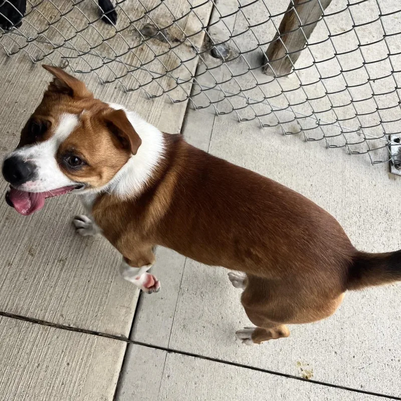 A young medium-sized male Brown / Chocolate Pug dog named Bobby for adoption in Delaware, OH