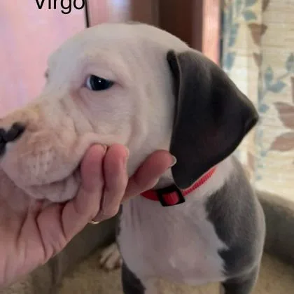 Virgo