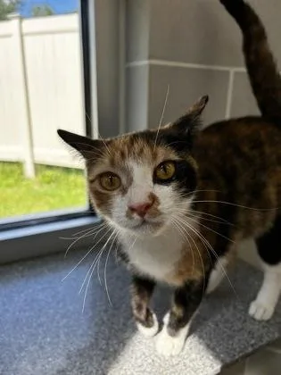 An adult small-sized female Domestic Short Hair cat named Night Vision for adoption in Madison, NJ