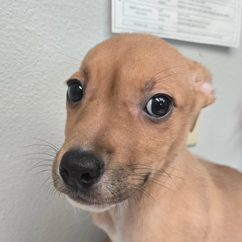 A baby small-sized female Brown / Chocolate Terrier dog named Wasp for adoption in San Jacinto, CA