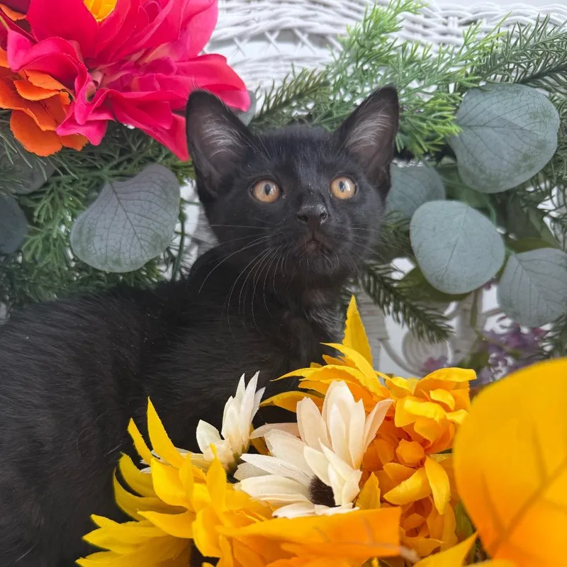 A baby small-sized male Black Domestic Short Hair cat named Kirby Yap for adoption in Eaton Rapids, MI