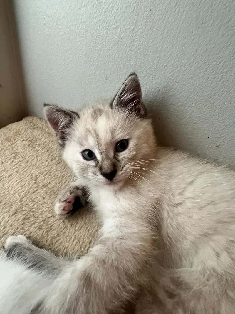 A baby medium-sized female White Siamese cat named Priscilla for adoption in Omaha, NE