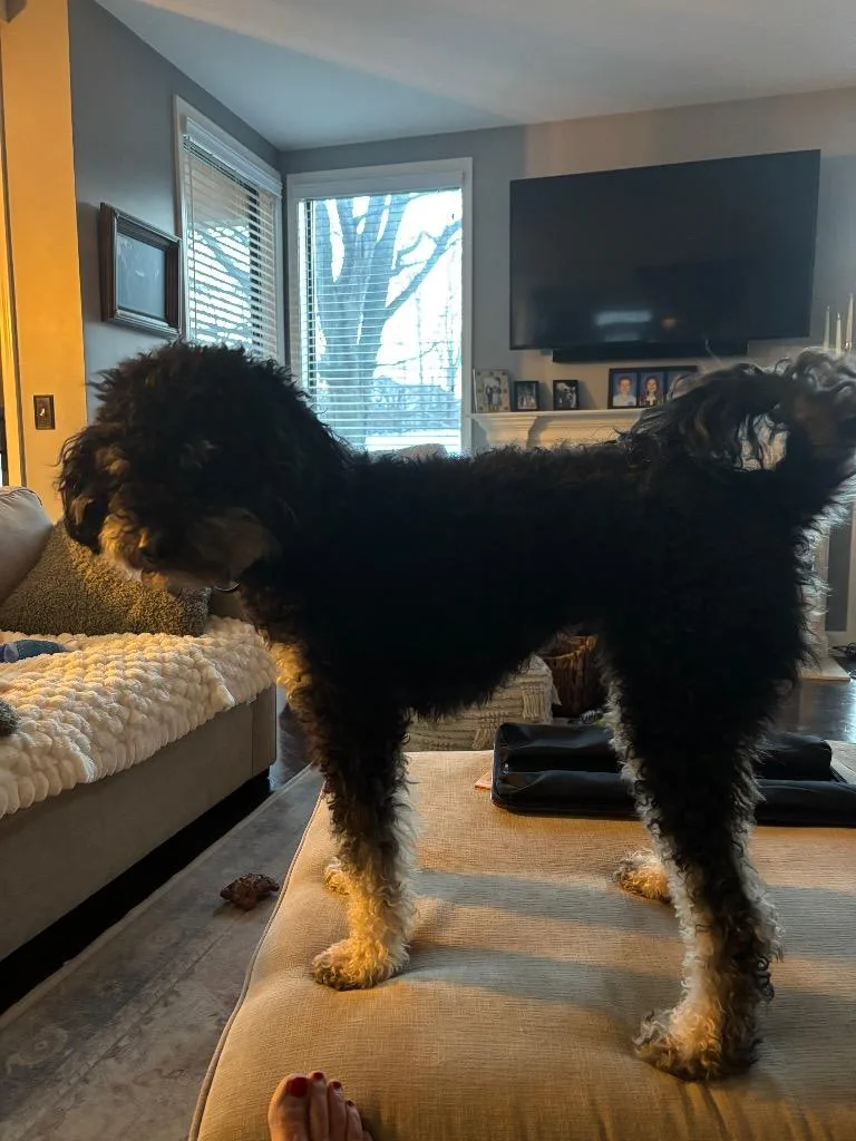 An adult small-sized male Bernese Mountain Dog dog named Maverick for adoption in West Bloomfield, MI