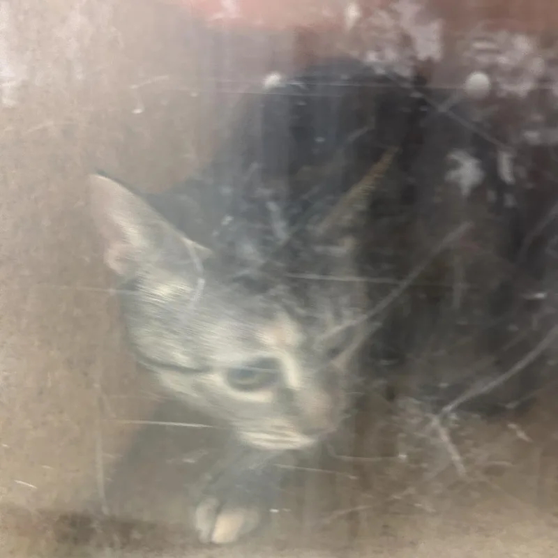 An adult medium-sized female Gray / Blue / Silver Domestic Short Hair cat named Nami for adoption in Philadelphia, PA