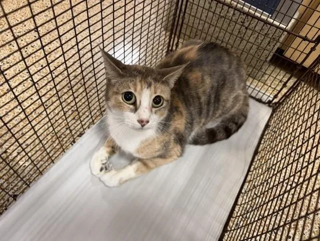 A young small-sized female Domestic Short Hair cat named Sonia for adoption in Miami, FL