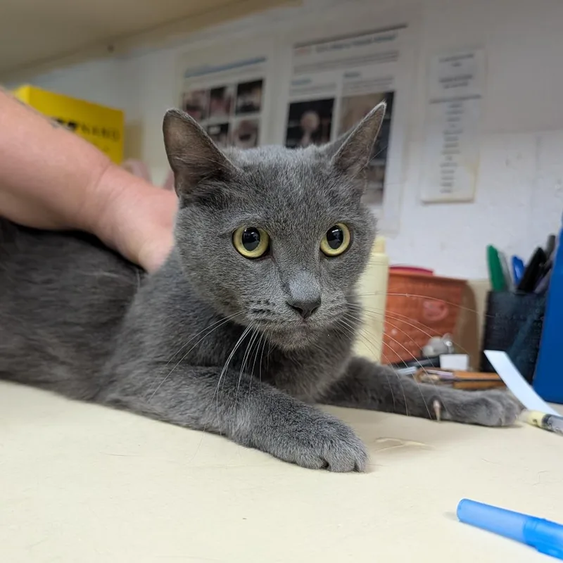 An adult medium-sized male Gray / Blue / Silver Domestic Short Hair cat named Delbert for adoption in Ardmore, OK