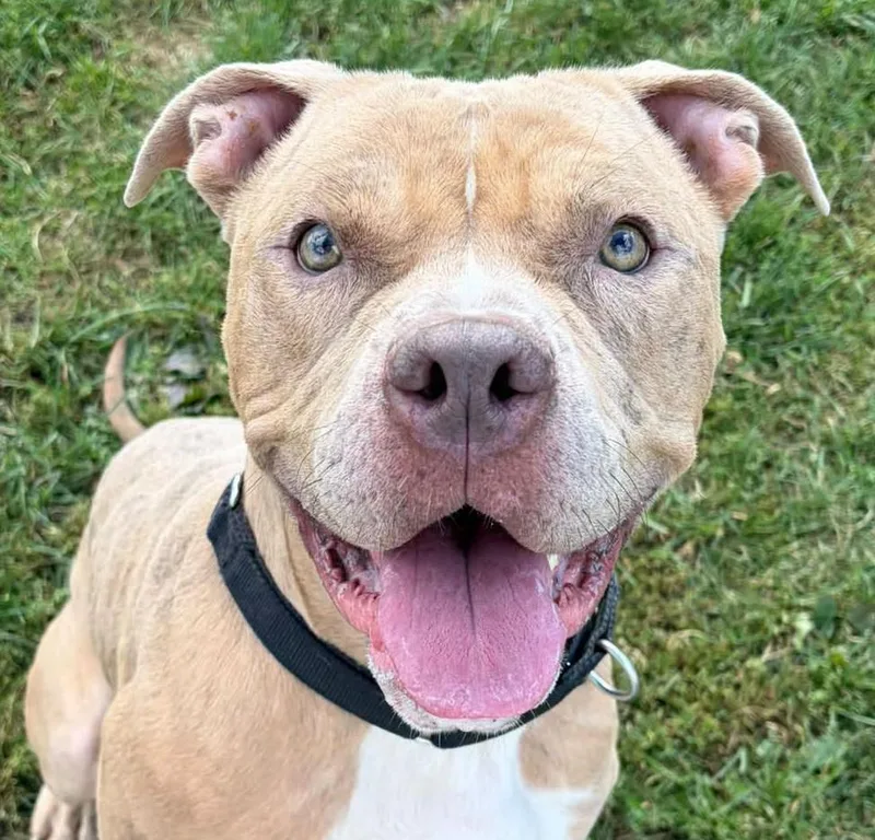 An adult medium-sized male Apricot / Beige Pit Bull Terrier dog named Admiral Angus for adoption in Euclid, OH