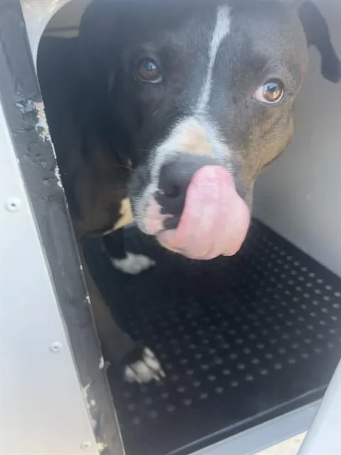 A young large-sized male Mixed Breed dog named Roscoe for adoption in Palmetto, FL