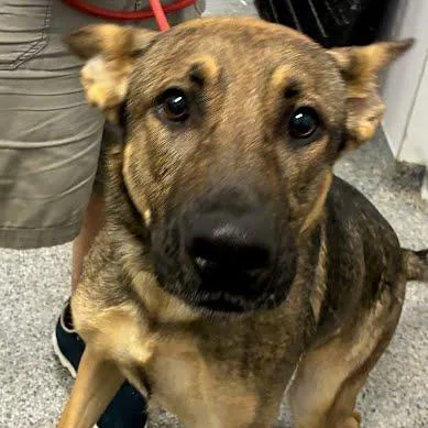 A young large-sized male Black Shepherd dog named Niko for adoption in Jeffersonville, IN