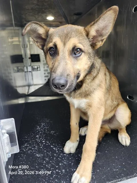 A young small-sized male German Shepherd Dog dog named Ramon for adoption in San Antonio, TX