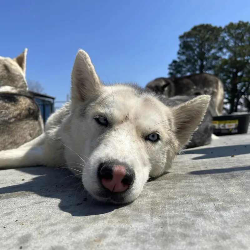 An adult medium-sized female White / Cream Husky dog named Leela for adoption in Eufaula, OK