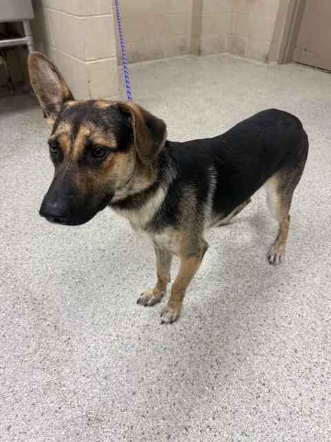 A young large-sized male German Shepherd Dog dog named Paulie for adoption in Conroe, TX