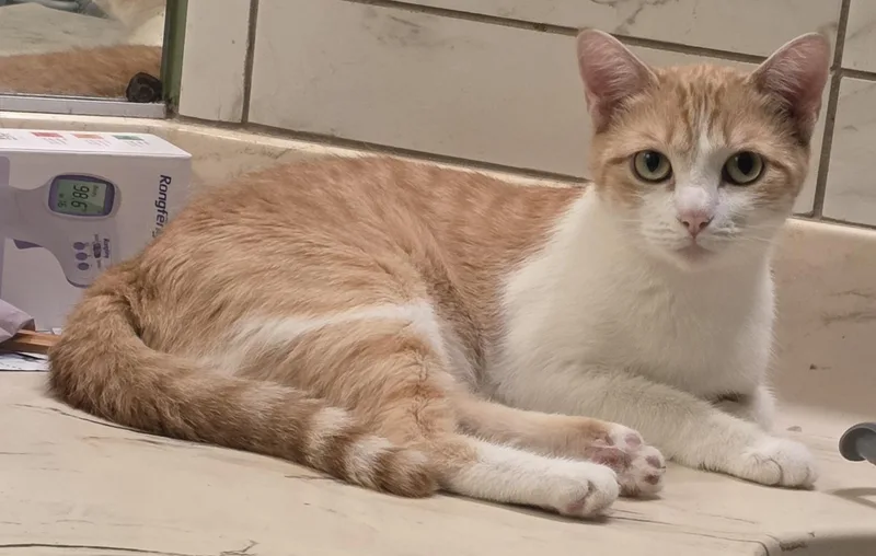 An adult medium-sized female Domestic Short Hair cat named Daria for adoption in Mission Viejo, CA