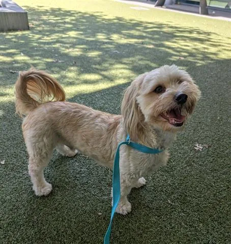A young small-sized male Havanese dog named Max for adoption in San Martin, CA