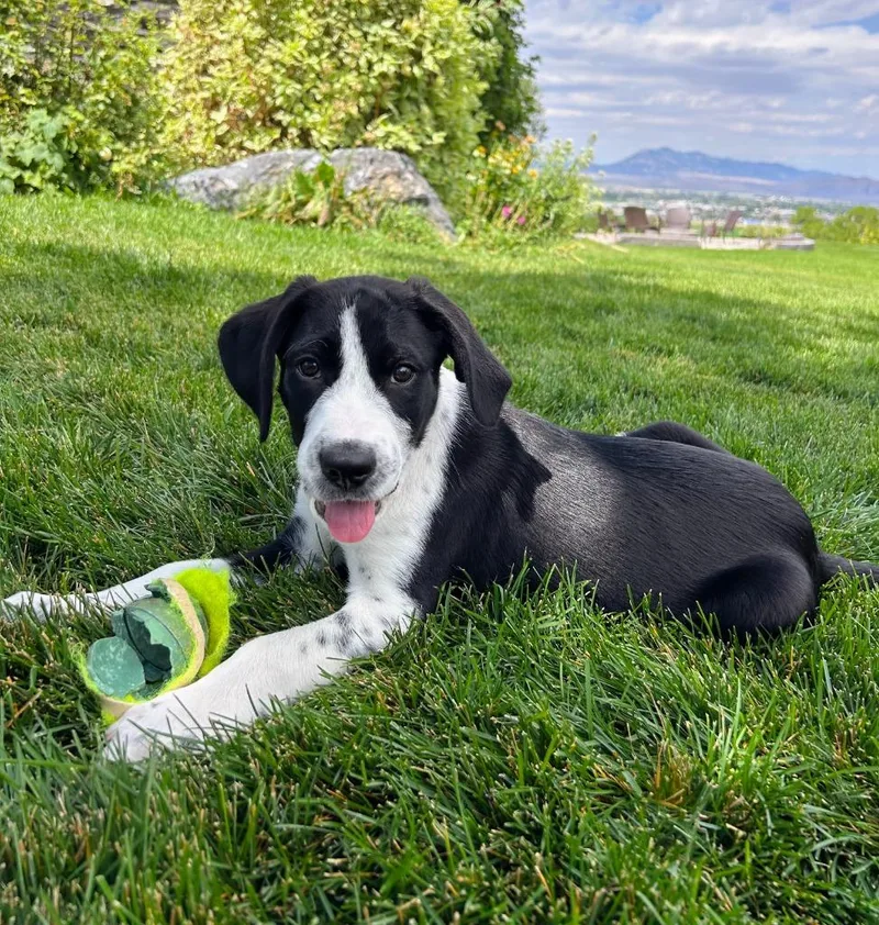 A baby medium-sized male Border Collie dog named Stevens for adoption in Logan, UT
